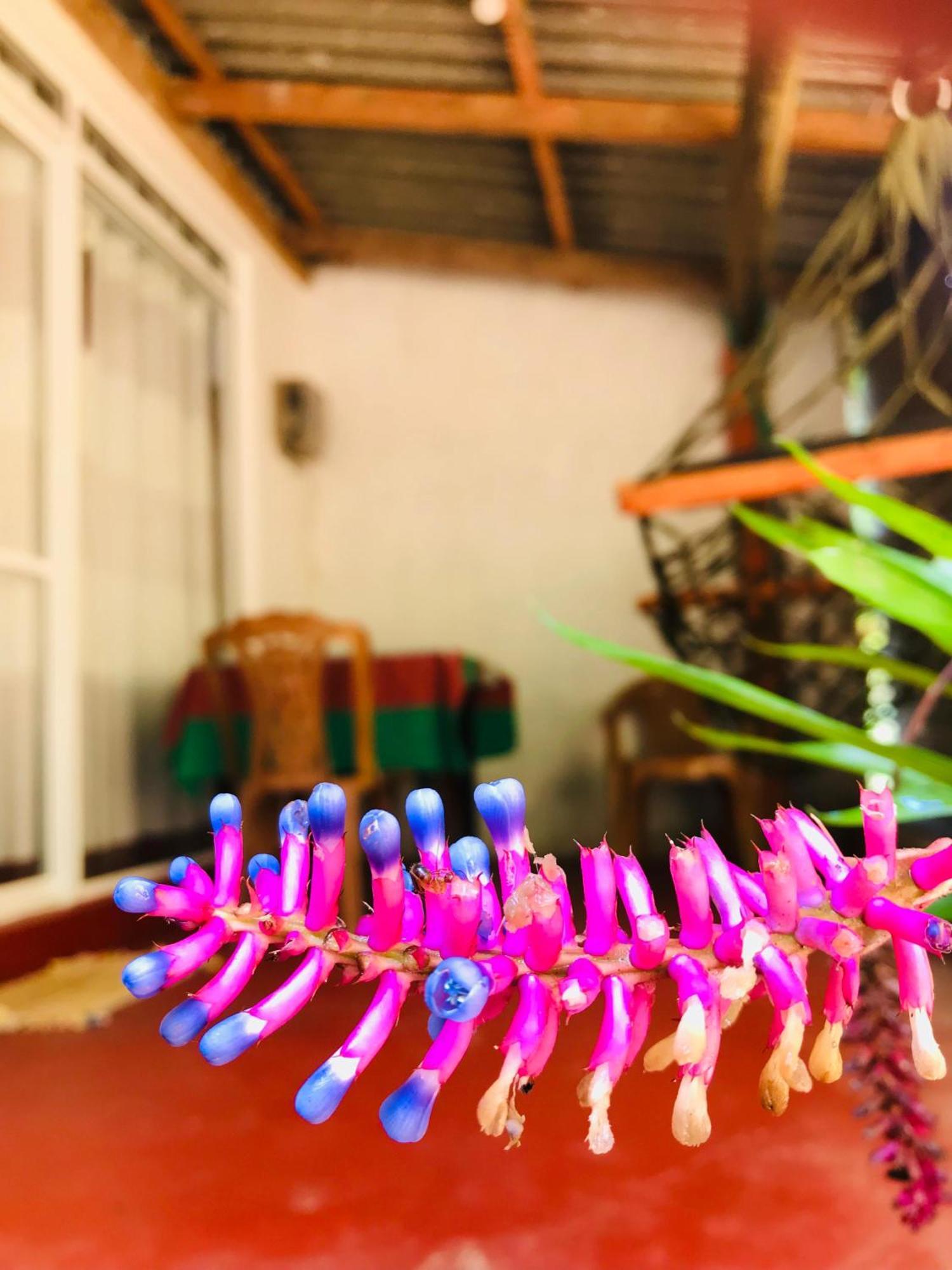 Ella Jungle Inn Homestay And Tree House Luaran gambar