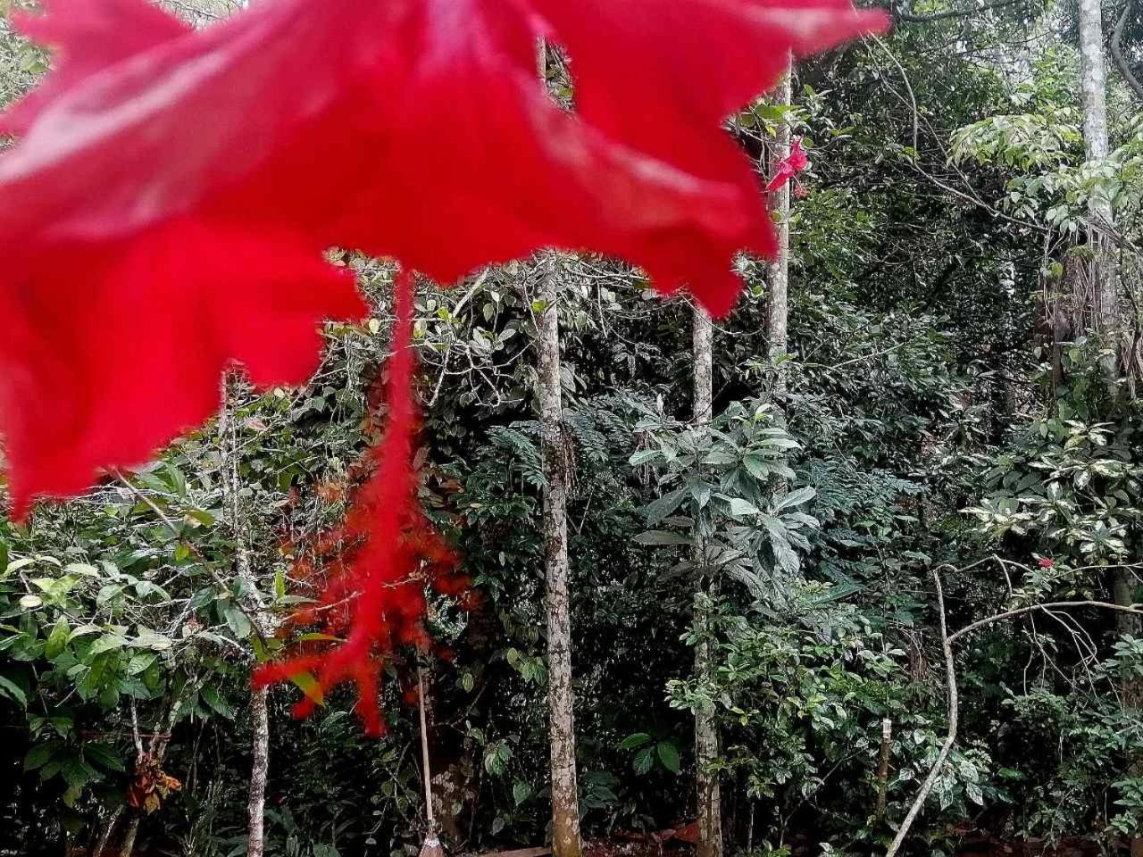 Ella Jungle Inn Homestay And Tree House Luaran gambar