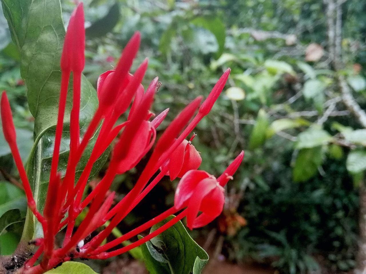 Ella Jungle Inn Homestay And Tree House Luaran gambar