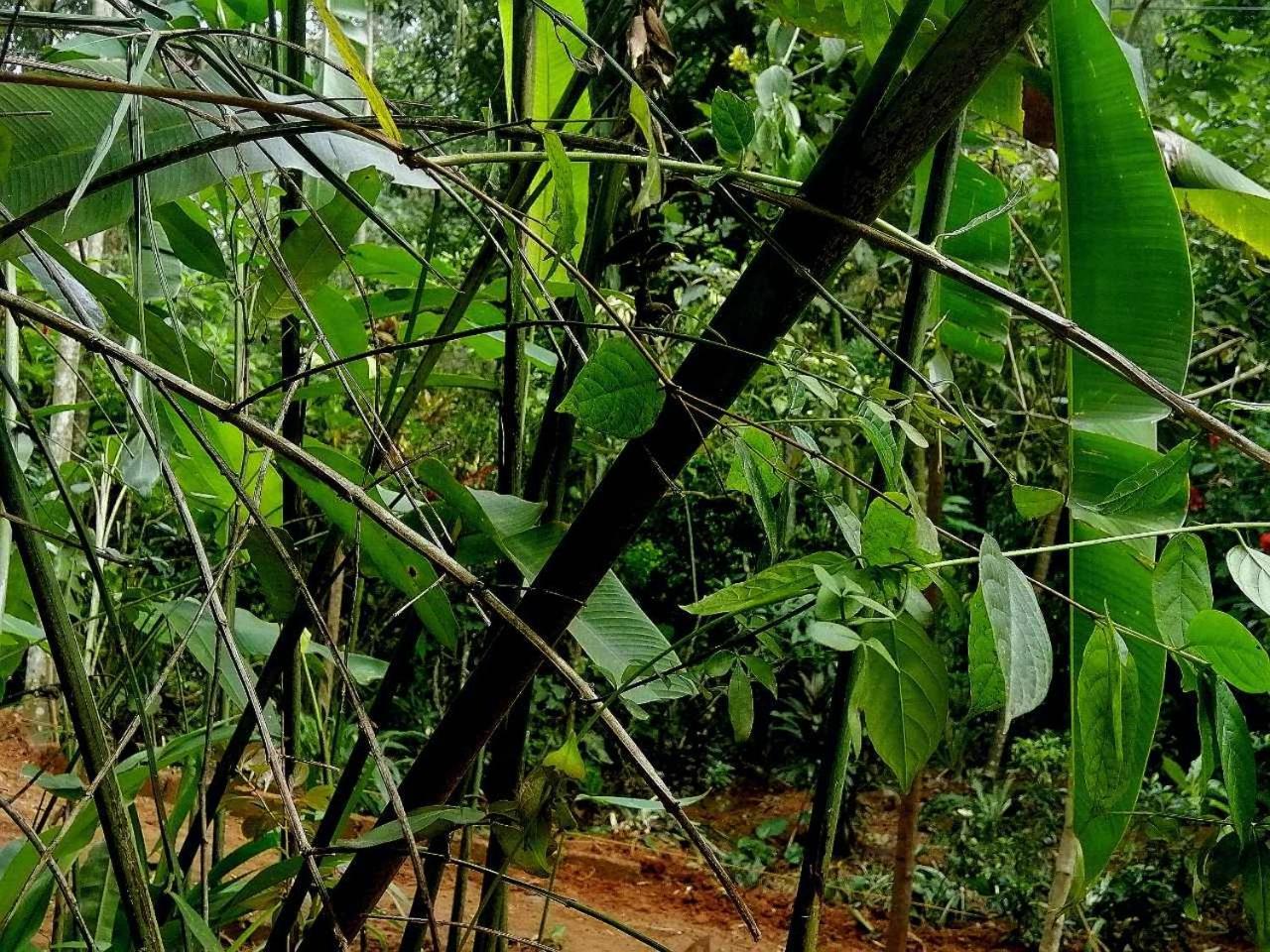 Ella Jungle Inn Homestay And Tree House Luaran gambar