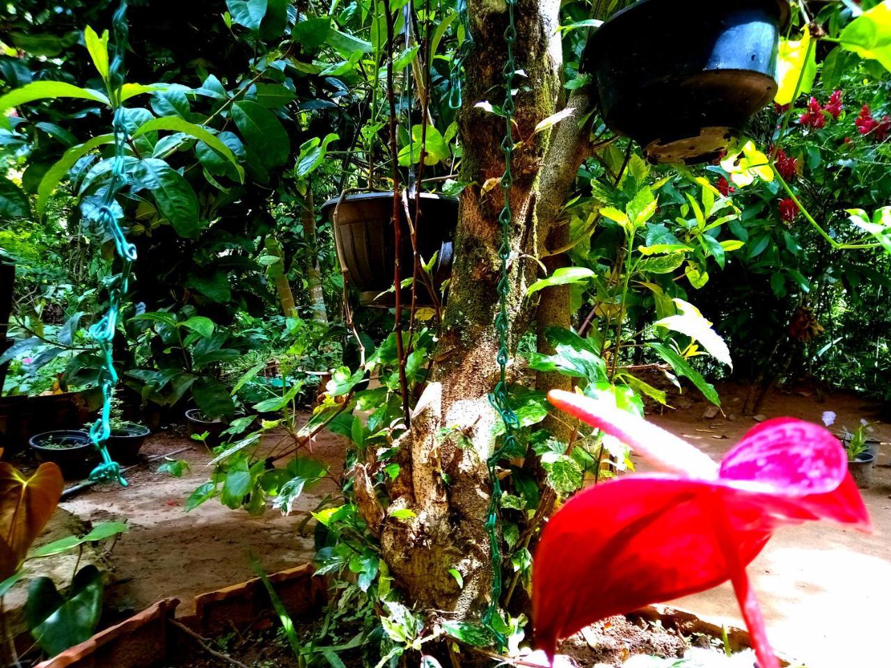 Ella Jungle Inn Homestay And Tree House Luaran gambar