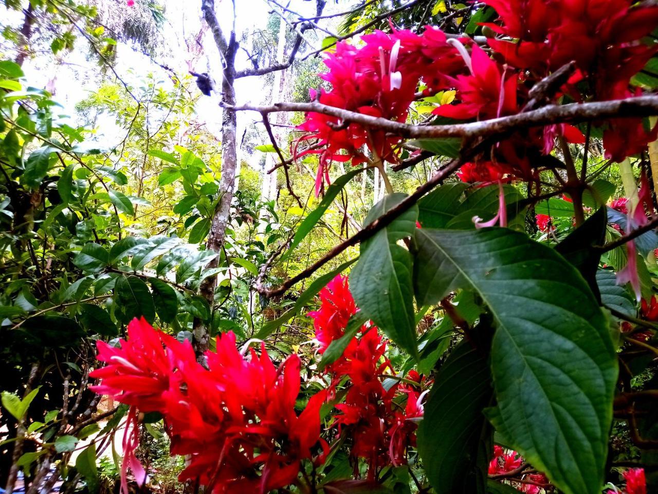 Ella Jungle Inn Homestay And Tree House Luaran gambar