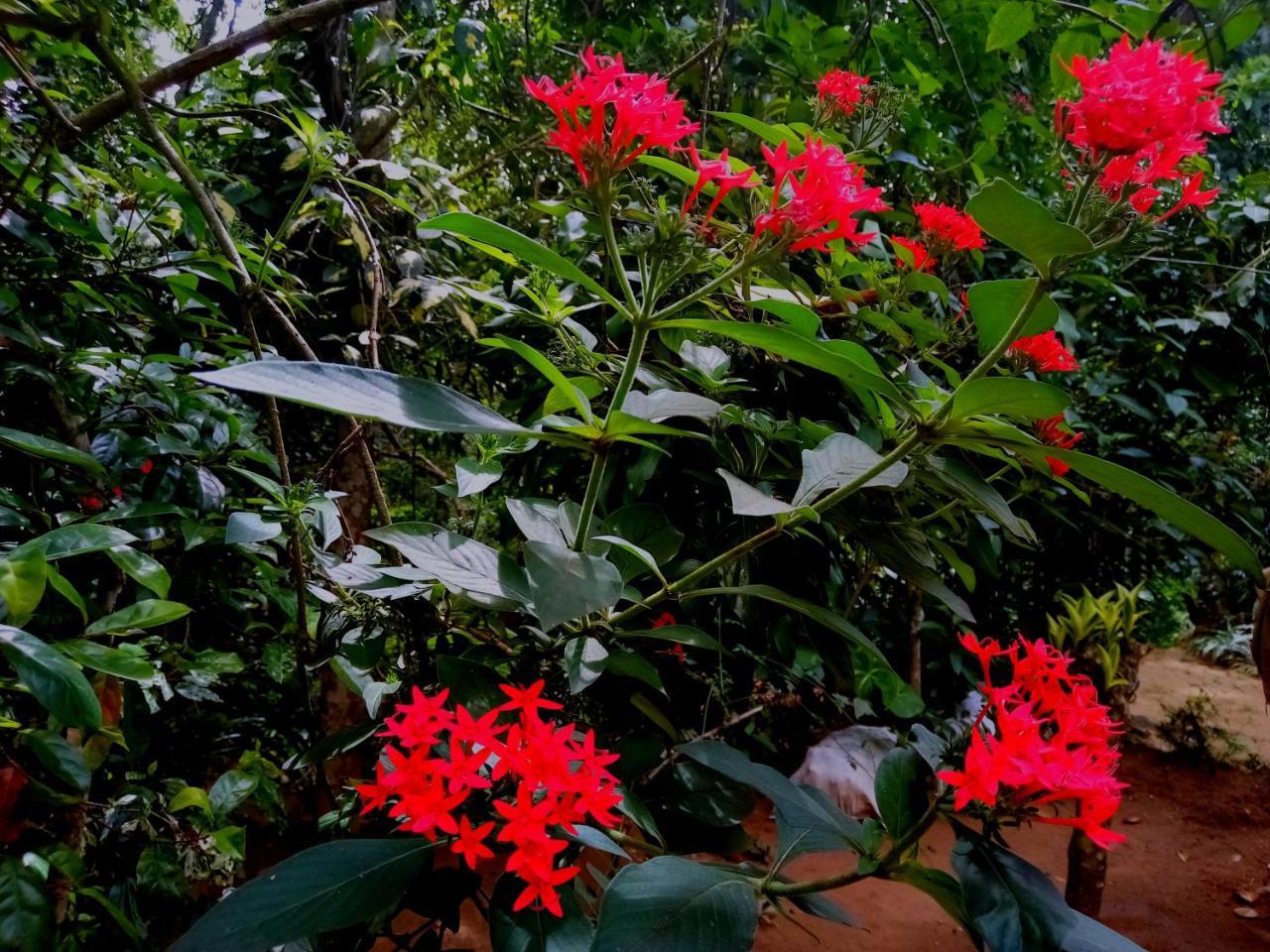Ella Jungle Inn Homestay And Tree House Luaran gambar
